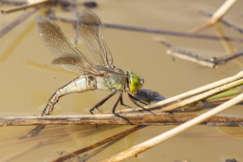 Anax parthenope